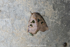 Xenochroa chlorostigma