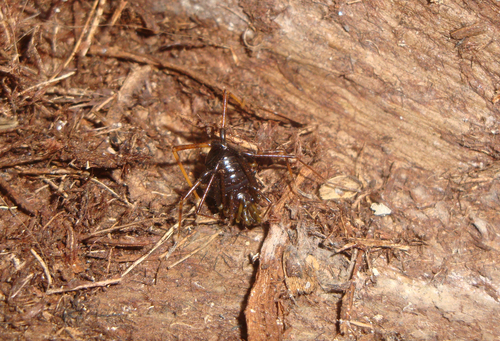 Gonyleptidae