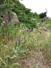 Anchusa procera
