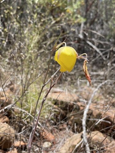 Image of Calochortus raichei by (c) Roger Raiche, some rights reserved (CC BY)