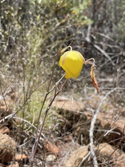 Calochortus raichei