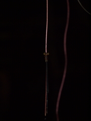 Metaleptobasis foreli