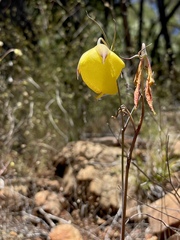 Calochortus raichei