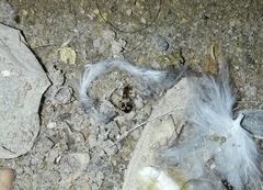 Stricticomus