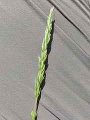 Koeleria eriostachya