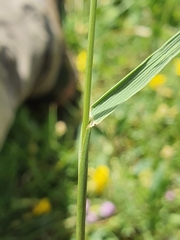 Koeleria eriostachya