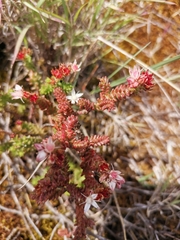 Sedum goldmanii