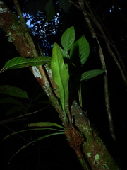Polytaenium cajenense