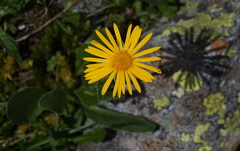 Doronicum clusii