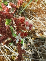 Sedum goldmanii