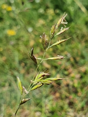 Festuca stenantha