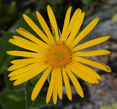 Doronicum clusii