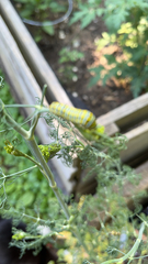 Papilio polyxenes