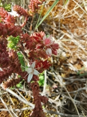 Sedum goldmanii