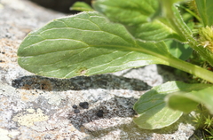 Doronicum clusii