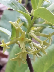 Daphne pontica