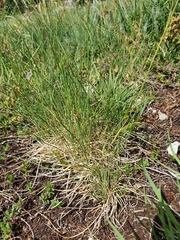 Festuca stenantha