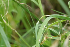 Gandaritis pyraliata