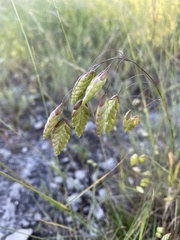 Bromus briziformis