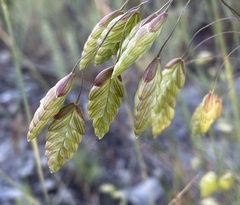 Bromus briziformis