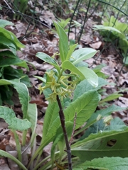 Daphne pontica