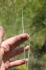 Cymbopogon nardus
