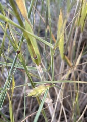 Bromus briziformis