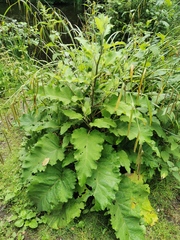 Arctium minus