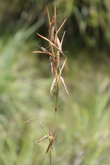 Cymbopogon nardus