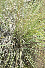 Cymbopogon nardus