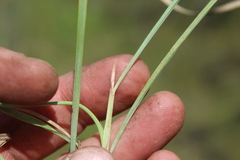 Cymbopogon nardus
