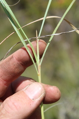Cymbopogon nardus