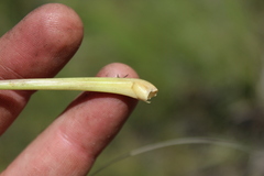 Cymbopogon nardus