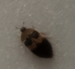 Attagenus fasciatus