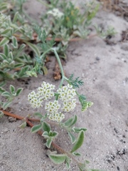 Dasispermum suffruticosum