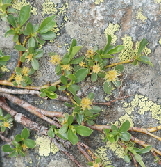 Salix herbacea