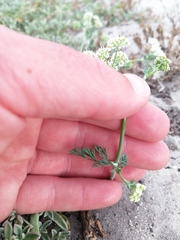 Dasispermum suffruticosum