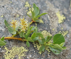 Salix herbacea