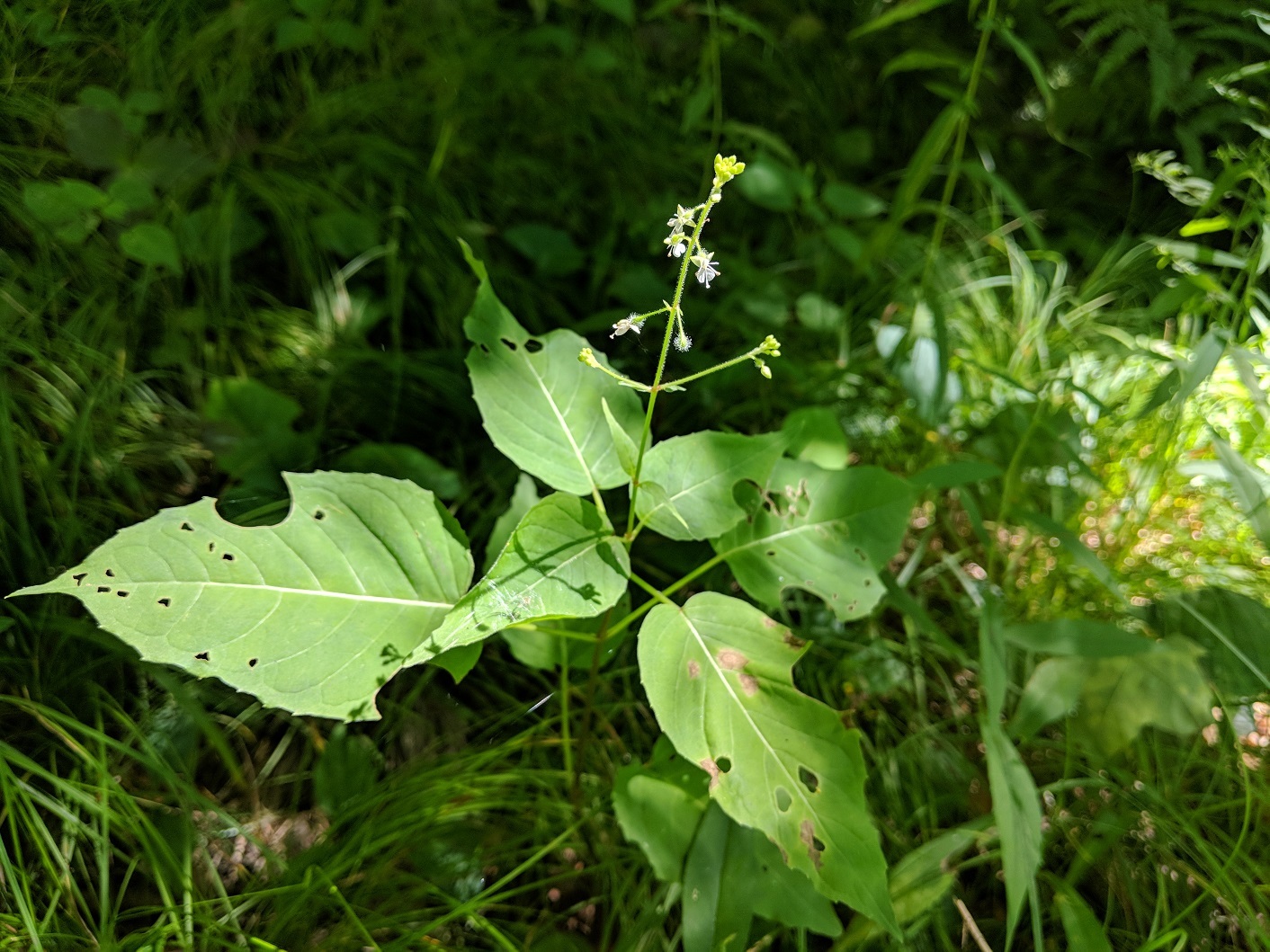 Circaea canadensis ssp. canadensis