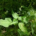 Circaea canadensis canadensis - Photo 由 Pat Deacon 所上傳的 (c) Pat Deacon，保留部份權利CC BY-NC