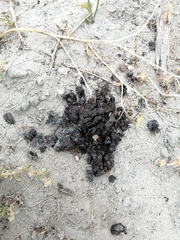 Sylvicapra grimmia