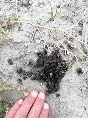 Sylvicapra grimmia