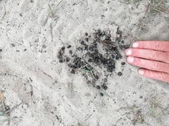 Sylvicapra grimmia