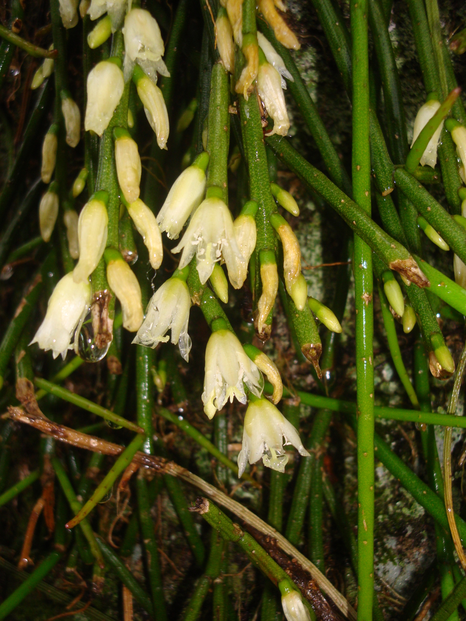 Lepismium lumbricoides