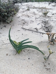 Ferraria foliosa