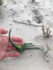Ferraria foliosa