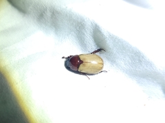 Cyclocephala melanocephala