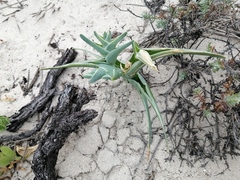 Ferraria foliosa