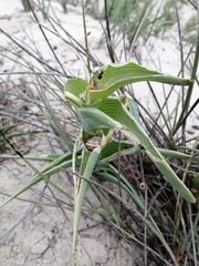 Ferraria foliosa