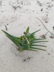 Ferraria foliosa
